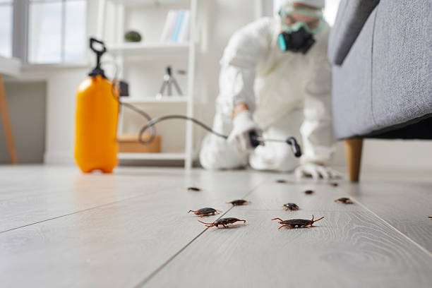 Commercial Rodent Management in Chico